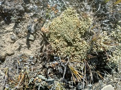 Pycnophyllum