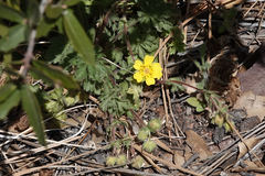 Potentilla subviscosa