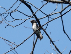 Muscicapa griseisticta