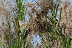 Centropus senegalensis