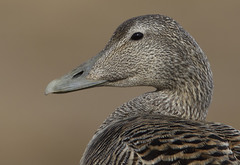 Common Eider photo 5