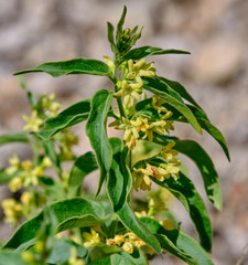 Vincetoxicum hirundinaria adriaticum