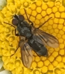 Rhinophoridae