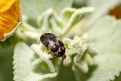 Attagenus fasciatus