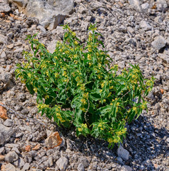 Vincetoxicum hirundinaria adriaticum