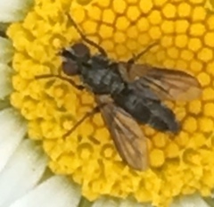 Rhinophoridae