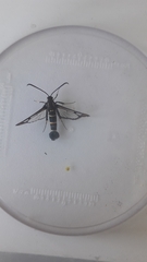 Synanthedon conopiformis