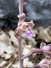 Bletia revoluta
