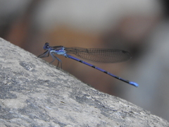Argia tonto