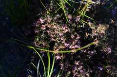 Erica filiformis