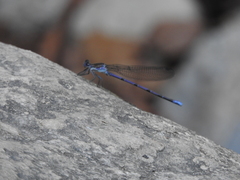 Argia tonto