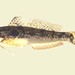 Evorthodus lyricus - Photo (c) FishWise Professional,  זכויות יוצרים חלקיות (CC BY-NC-SA)