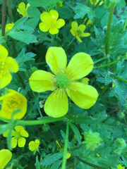 Ranunculus multifidus