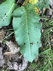 Macrolearia colensoi