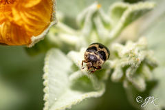 Attagenus fasciatus