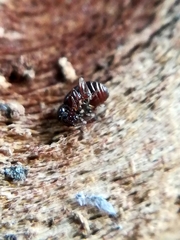 Brachygluta fossulata