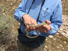 Masticophis taeniatus