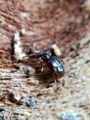 Brachygluta fossulata