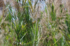 Centropus senegalensis