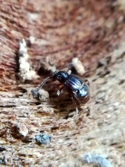 Brachygluta fossulata