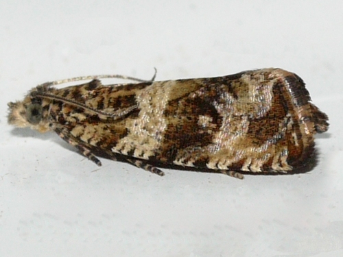 Celypha Moth photo 4