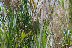 Centropus senegalensis