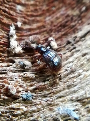 Brachygluta fossulata