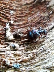 Brachygluta fossulata