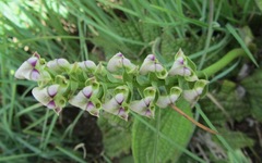 Disperis cardiophora