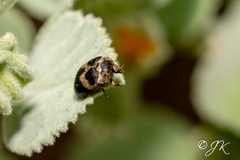 Attagenus fasciatus