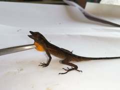 Anolis granuliceps