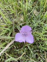 Calochortus uniflorus
