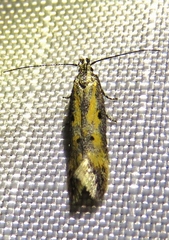 Athrips tetrapunctellus