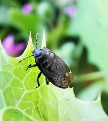 Ochetostethus
