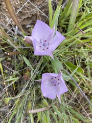 Calochortus uniflorus