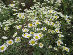 Erigeron annuus