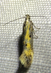 Athrips tetrapunctellus