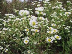 Erigeron annuus