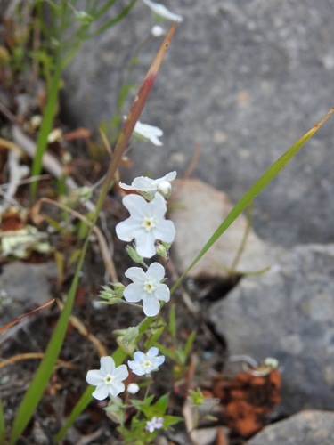Iberodes linifolia