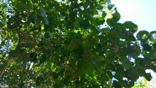 Black poisonwood (Metopium brownei)