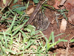 Leptodactylus latrans