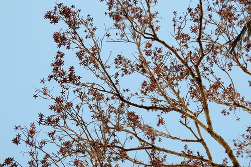Cedrela odorata - Leaves