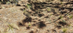 Pituophis deppei