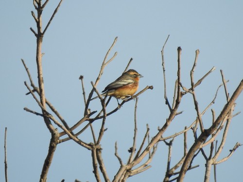 Cinnamon Warbling Finch (Poospiza ornata), photo 1