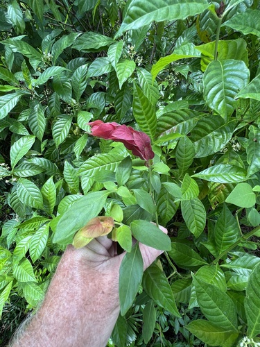 Justicia brandegeeana image