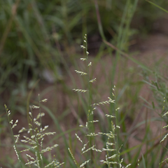 Urochloa holosericea