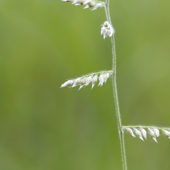Urochloa holosericea