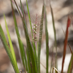 Setaria apiculata