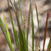 Setaria apiculata - Photo (c) Kym Nicolson, μερικά δικαιώματα διατηρούνται (CC BY), uploaded by Kym Nicolson