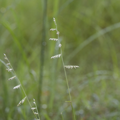 Urochloa holosericea